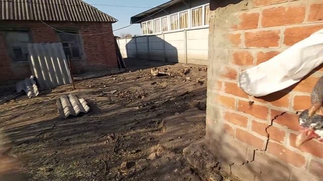 ПОЧЕМУ продал цесарок!???! смотреть онлайн