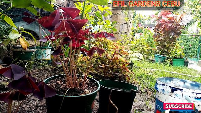 How to divide and propagate oxalis triangularis also known as (butterfly plant) смотреть онлайн