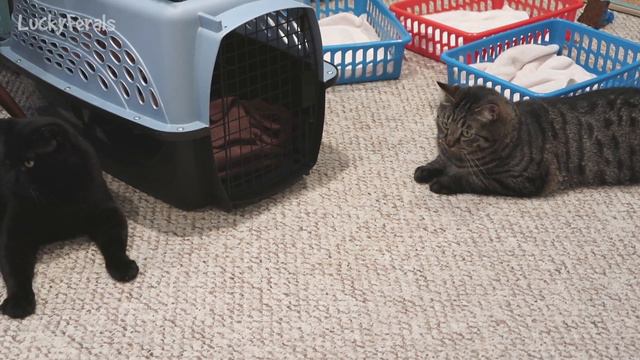 Boo Year 2 # 23 - Northport, NY, Automatic Cat Feeders, And Hungry Cats смотреть онлайн