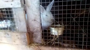 Кролики, содержание кроликов