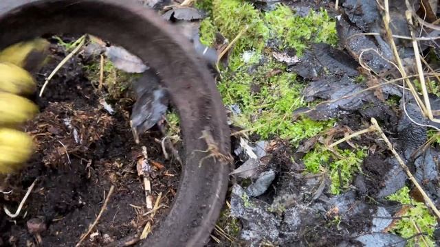 Металлокоп,забрались в болото а тааааам смотреть онлайн