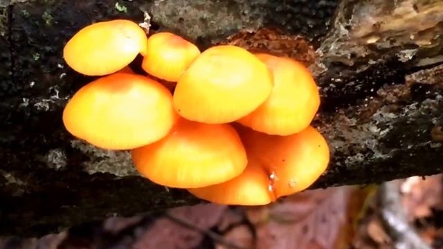 mycena leaina смотреть онлайн