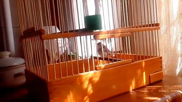 Японские амадины поют смотреть онлайн