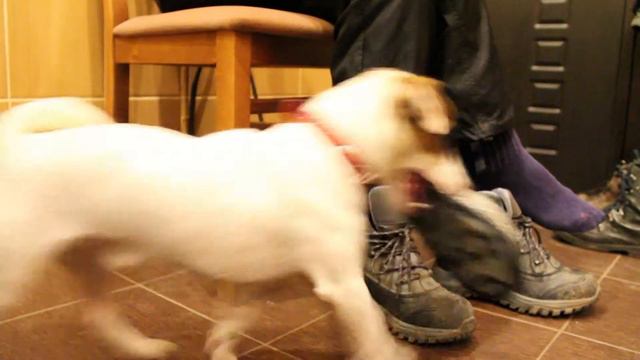 джек рассел очень хочет кушать или "на что ты готов ради булочки?" смотреть онлайн