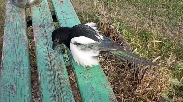 РУЧНАЯ СОРОКА ПРИЛЕТЕЛА ПОКУШАТЬ смотреть онлайн