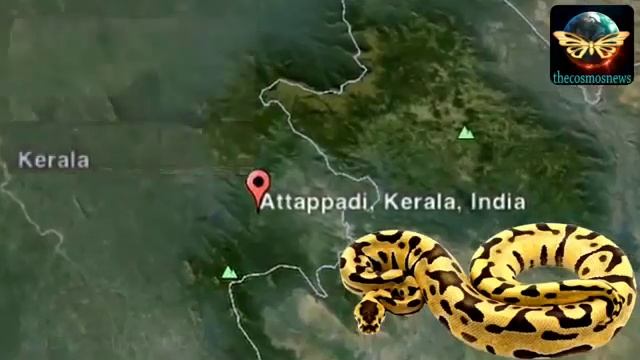 В Индии питон проглотил пьяного мужчину смотреть онлайн