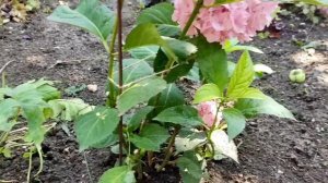 Крупнолистные гортензии в Крыму - зимовка, содержание, уход. Мой личный опыт