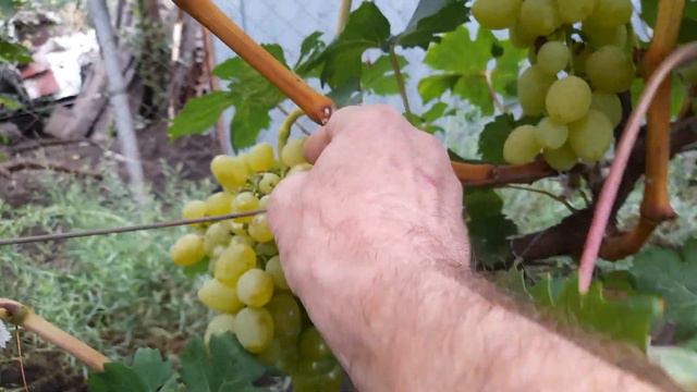 Виноград Мадонна 26.08.2023 Самара т. 89277329034 смотреть онлайн