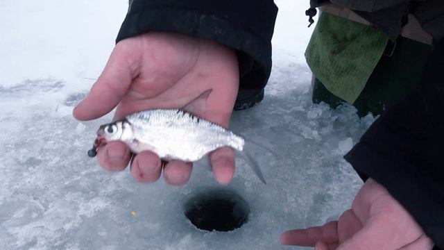 Зимняя рыбалка 2021! Река Вента! Первый лед! сезон 2021! Ловим на мормышку на реке! Kurland Hunter! смотреть онлайн