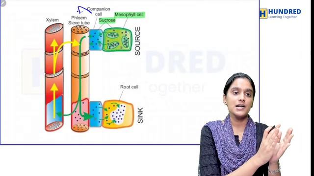 11th Botany 2nd Mid Term 2023 Transport in Plants Translocation of Organic Solutes State Board смотреть онлайн
