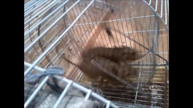 Два Дегу бегают в колесе смотреть онлайн