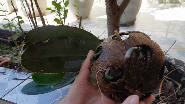 Phalaenopsis e o problema com a umidade смотреть онлайн