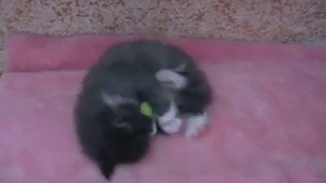 котенок мейн кун 1 месяц смотреть онлайн