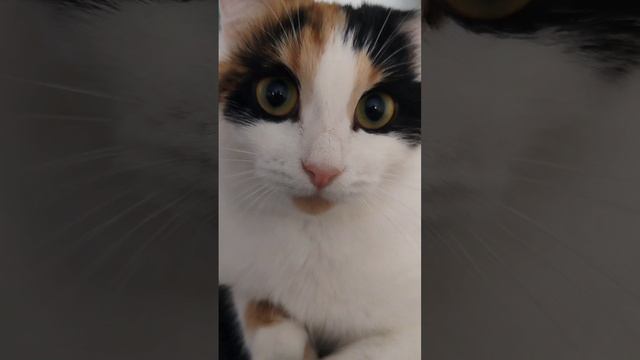 Я вам че тут 24/7😹Подпишись на канал, тут всё самое вкусное 😻 смотреть онлайн