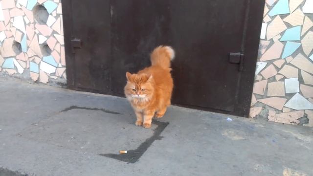 Рыжая актриса Соня 5 смотреть онлайн