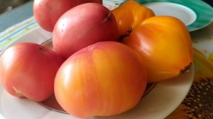 Сорт томата - Минусинский сахарный арбуз .