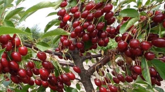 Как посадить вишню смотреть онлайн