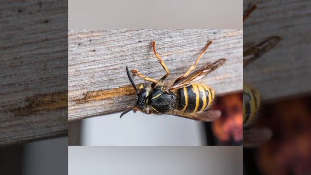 Звуки шмеля,пчелы,осы и шершня