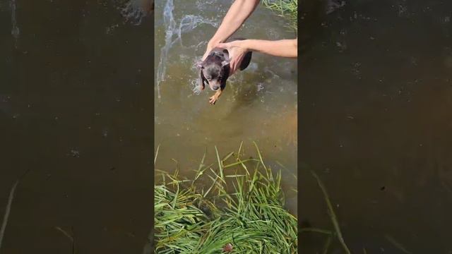 #тойтерьер #клязьма #королев смотреть онлайн