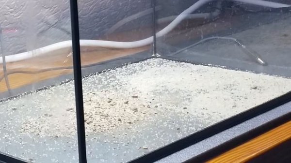 Triops granarius gestartet