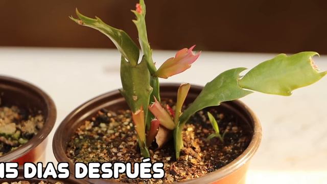 COMO REPRODUCIR CACTUS DE NAVIDAD || HUERTO CITADINO смотреть онлайн
