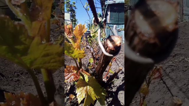 Течь пасоки смотреть онлайн