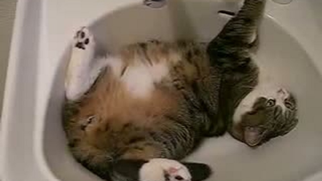 Забавные животные 32 смотреть онлайн