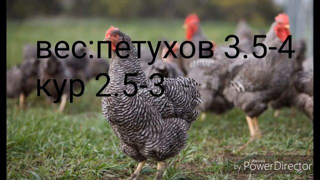 5 ЛУЧШИХ МЯСО ЯИЧНЫХ КУР смотреть онлайн