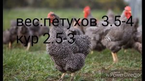 5 ЛУЧШИХ МЯСО ЯИЧНЫХ КУР