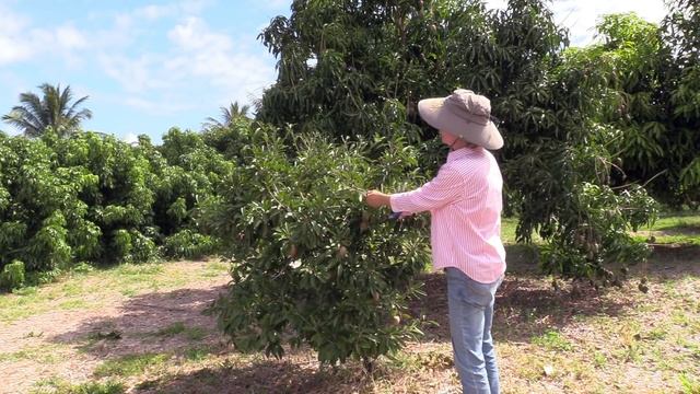 HOW TO Keep Sapodilla Small and Productive смотреть онлайн