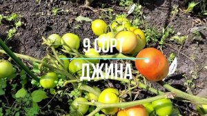 Эти томаты посажу в 2024, посадил и забыл для ленивых, не нужно формировать мой топ-21 беспроблемны