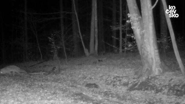 Ris, medved, volk in druge živali v Kočevskem gozdu / Lynx, wolf, bear and other animals in Kočevsk смотреть онлайн