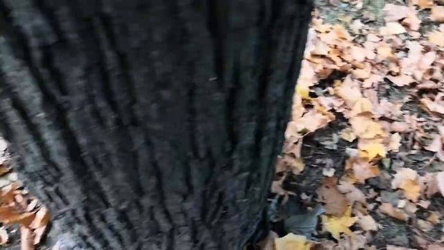 Михайловский парк смотреть онлайн