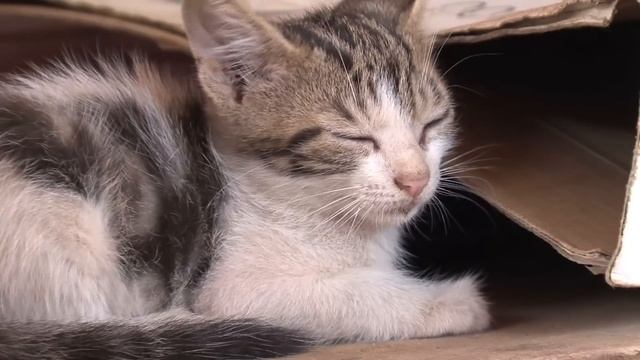 Разъяренный отец выбросил из окна котёнка дочери - он и не догадывался какая расплата его ждет... смотреть онлайн