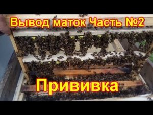 Вывод маток Часть №2 Прививка личинок и постановка в стартер