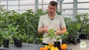 Лимон Юбилейный | Павловский питомник