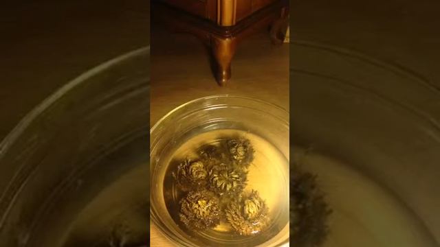 Selaginella Lepidophilla