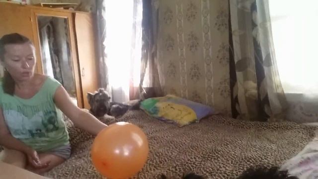 ЙОРИКИ И ШАРИКИ/СОБАЧКИ ДУРАБАЧКИ смотреть онлайн