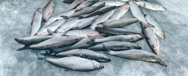 увильды  рыбалка на рипуса 17 декабря

Ripusa Fishing On December 17th