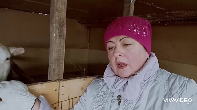 #гнойно-кровянистая сыпь на вымени смотреть онлайн