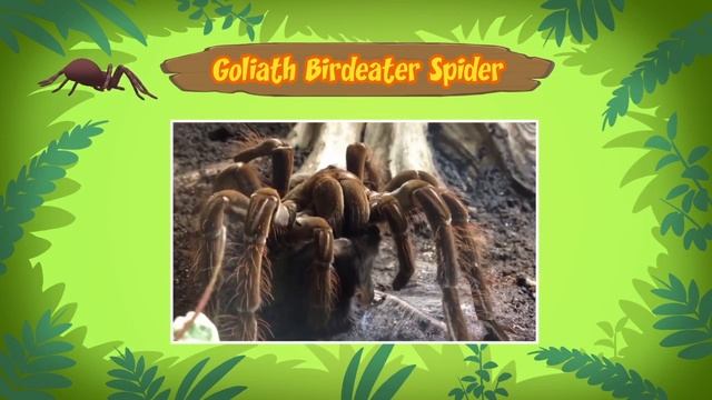 Goliath Birdeater Spider - Leo The Wildlife Ranger Animal Diaries | Animal Facts for Kids смотреть онлайн