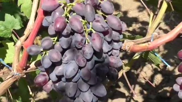 кишмиш БРАВИССИМО - УЛЬТРАРАННИЙ ВИНОГРАД смотреть онлайн