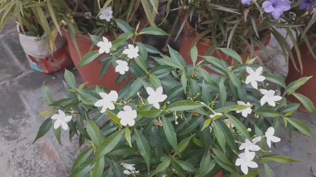 HOW TO CARE OF CHOTI CHANDNI // CRAPE JASMINE // MOON BEAM. смотреть онлайн