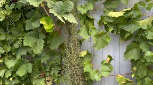 Лучшие сорта винограда. Мои топ 10