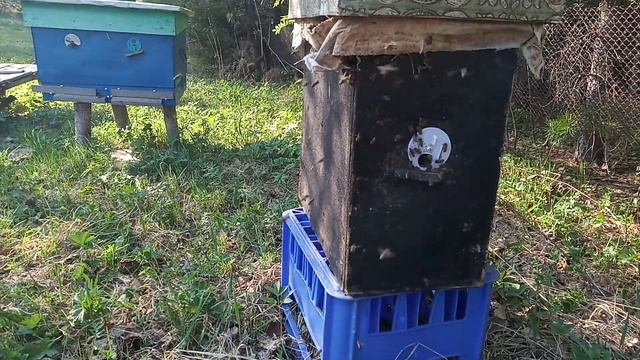 С расширением опоздали !!! Собрал отводки , для плодных маток . смотреть онлайн