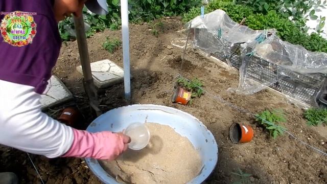 На что нужно обратить особое внимание при посадке рассады помидоров в 2020 году? Обратите внимание смотреть онлайн