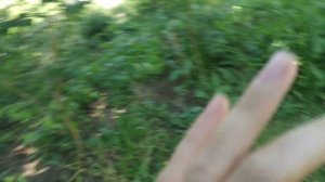 Черешня сорт Бычий глаз (вёдрами)