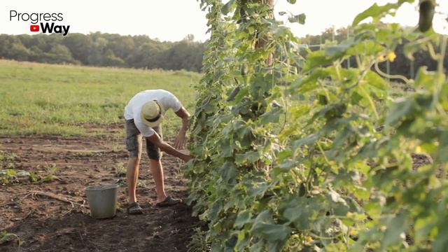 СРОЧНО ДАЙТЕ ОГУРЦАМ СОДУ И БУДЕТЕ СОБИРАТЬ УРОЖАЙ ВЕДРАМИ ДО ОСЕНИ!!! УХОД ЗА ОГУРЦАМИ! смотреть онлайн