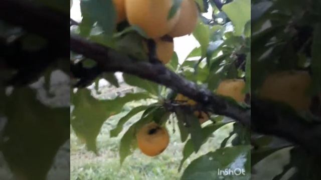 Сбор урожая. Алыча. Жёлтая слива. Релакс. смотреть онлайн