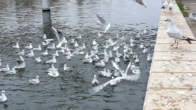 Чайки в Астрахани смотреть онлайн
